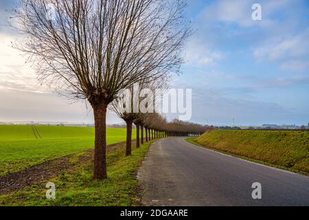 Une ligne de saules taillés traditionnellement. Photo du comté de Scania, sud de la Suède Banque D'Images