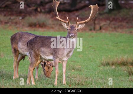 Duelmen, Allemagne. 08 décembre 2020. Les mâles de cerf en friche (dama dama) auparavant compétitifs cherchent maintenant l'entreprise de l'autre en petits groupes. Les cerfs de jachère se rassemblent pour chercher de la nourriture sur le plancher de la forêt et chercher une protection contre les températures plus froides dans la campagne de Muensterland. Credit: Imagetraceur/Alamy Live News Banque D'Images