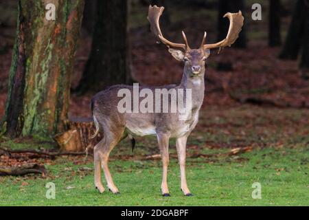 Duelmen, Allemagne. 08 décembre 2020. Un jeune buck marche le long du bord de la forêt. Les cerfs de jachère se rassemblent pour chercher de la nourriture sur le plancher de la forêt et chercher une protection contre les températures plus froides dans la campagne de Muensterland. Credit: Imagetraceur/Alamy Live News Banque D'Images