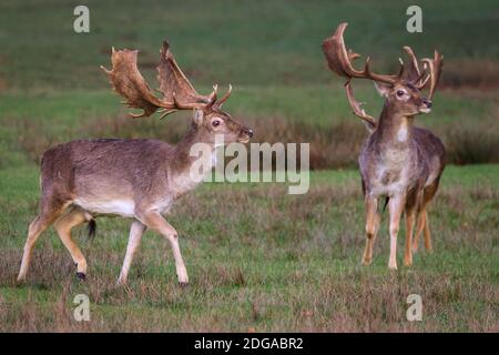 Duelmen, Allemagne. 08 décembre 2020. Les mâles de cerf en friche (dama dama) auparavant compétitifs cherchent maintenant l'entreprise de l'autre en petits groupes. Les cerfs de jachère se rassemblent pour chercher de la nourriture sur le plancher de la forêt et chercher une protection contre les températures plus froides dans la campagne de Muensterland. Credit: Imagetraceur/Alamy Live News Banque D'Images