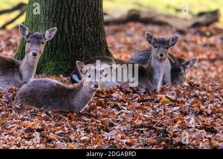 Duelmen, Allemagne. 08 décembre 2020. Un groupe de femelles (ne) se repose dans les feuilles d'automne. Les cerfs-jachères (dama dama) se rassemblent en groupes pour chercher de la nourriture sur le plancher de la forêt et chercher une protection contre les températures plus froides dans la campagne de Muensterland. Credit: Imagetraceur/Alamy Live News Banque D'Images