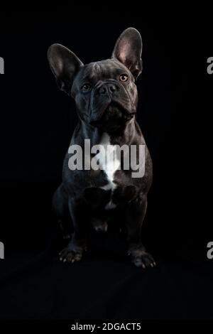 Photo d'un chien, boudogue français assis seul sur fond noir Banque D'Images