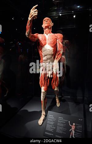 , Präparat Plastinat, Körper eines Mannes, Menschen Museum, Berlin, Deutschland Banque D'Images