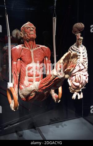 , Präparat Plastinat, Körper als eines Mannes, Ringeturner innere Organe , Menschen Museum, Berlin, Deutschland Banque D'Images