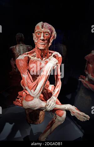 , Präparat Plastinat sitzendes, Körper eines Mannes, Menschen Museum, Berlin, Deutschland Banque D'Images