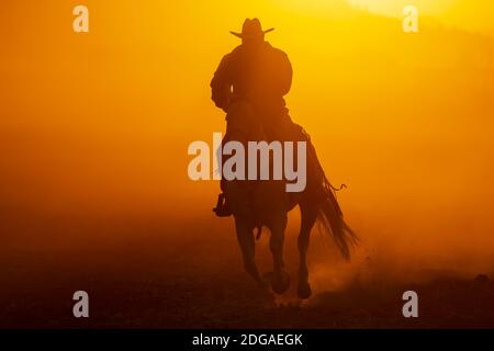 Un Charro mexicain (Cowboy) arrondit un Herd of Horses Passage dans le champ sur UN ranch mexicain à Sunrise Banque D'Images