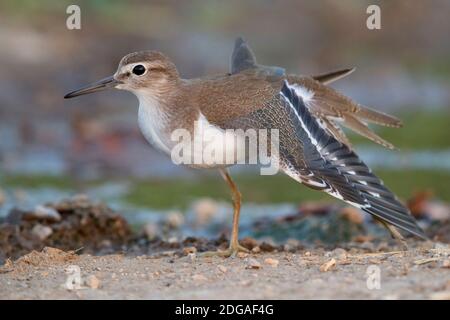 Sandpiper commun (Actitis hypoleucos), vue latérale d'un jeune stratant ses ailes, Campanie, Italie Banque D'Images