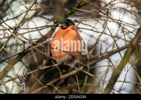 Le bullfinch eurasien, le bullfinch commun ou le bullfinch iin les branches d'un arbre. Un petit oiseau de passereau de la famille finch. Banque D'Images
