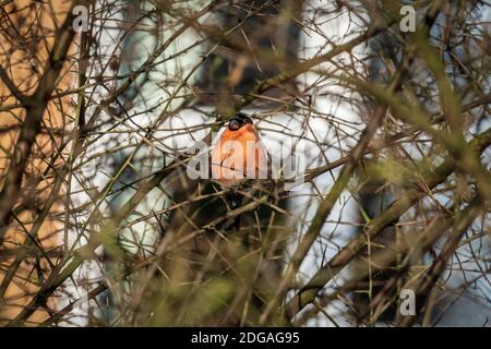 Le bullfinch eurasien, le bullfinch commun ou le bullfinch iin les branches d'un arbre. Un petit oiseau de passereau de la famille finch. Banque D'Images