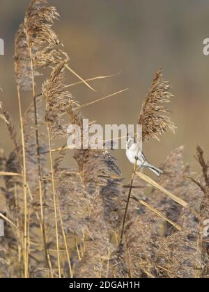 Une banderole à roseau (Emberiza schoeniclus) dans son plumage hivernal accroché à un roseau à St Aidan's, une réserve de RSPB à Leeds, West Yorkshire. Banque D'Images