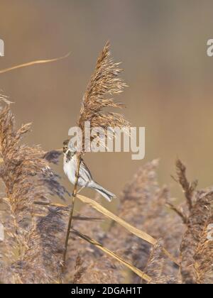 Une banderole à roseau (Emberiza schoeniclus) dans son plumage hivernal accroché à un roseau à St Aidan's, une réserve de RSPB à Leeds, West Yorkshire. Banque D'Images