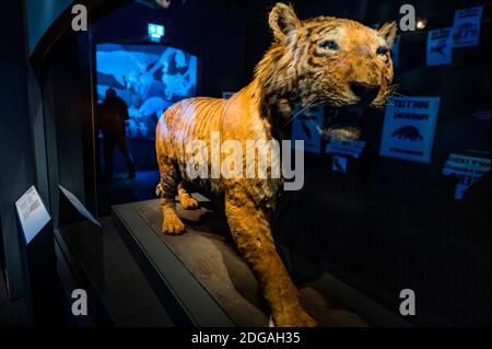 Londres, Royaume-Uni. 8 décembre 2020. SOUS EMBARGO JUSQU'au 00.01 09 décembre 2020 - UN tigre de la Caspienne - le Musée d'Histoire naturelle vous présente des bêtes fantastiques™ : l'émerveillement de la nature. Une nouvelle exposition qui s'ouvre au public le 9 décembre et présente un monde de bêtes légendaires et les liens entre les animaux du monde naturel et leurs homologues fictifs du monde de la sordide. Crédit : Guy Bell/Alay Live News Banque D'Images