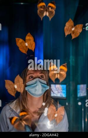 Londres, Royaume-Uni. 8 décembre 2020. SOUS EMBARGO JUSQU'au 00.01 09 décembre 2020 - Dead Leaf Butterflies - le Musée d'Histoire naturelle présente des bêtes fantastiques™ : la merveille de la nature. Une nouvelle exposition qui s'ouvre au public le 9 décembre et présente un monde de bêtes légendaires et les liens entre les animaux du monde naturel et leurs homologues fictifs du monde de la sordide. Crédit : Guy Bell/Alay Live News Banque D'Images