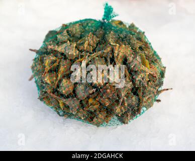 Mollusque marin de murex sur le marché de la glace sur le marché, gastéropode marin comestible. Banque D'Images