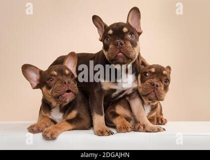 Trois adorables chiens de boudogue à la française pour chiots qui sont méchants sur un arrière-plan de couleur crème Banque D'Images