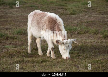 Une manne de boeuf paître dans la réserve naturelle de Greenham Common BBOWT pour gérer et conserver la végétation et l'herbe, Newbury, Berkshire, novembre Banque D'Images