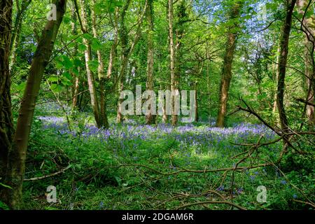 La lumière du soleil se filtre à travers les bois denses de Nant Fellin-Blwm, Mostyn Wales, pour éclairer un morceau de cloches. Banque D'Images