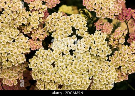 Fleurs ornementales rose, jaune pâle et crème d'Achillea millefolium, une plante herbacée vivace de jardin, Berkshire, juillet Banque D'Images