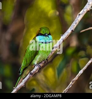 Yala NP - Green Bee Eater Banque D'Images