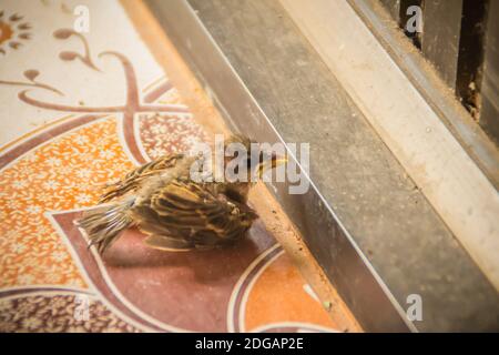 Bébé oiseau tombé pitié du nid sur le sol en tuiles. Très jeune oiseau hirondelle tombé du nid. Banque D'Images