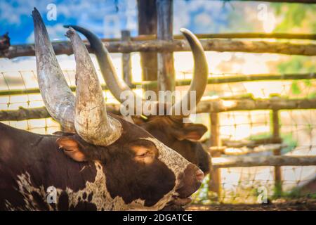 Joli taureau Ankole-Watusi avec de très grandes cornes dans la ferme. L'Ankole-Watusi est une race américaine moderne de bovins domestiques. Il dérive de l'Ankole Banque D'Images