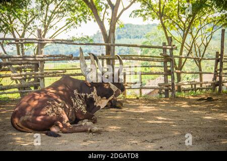 Joli taureau Ankole-Watusi avec de très grandes cornes dans la ferme. L'Ankole-Watusi est une race américaine moderne de bovins domestiques. Il dérive de l'Ankole Banque D'Images