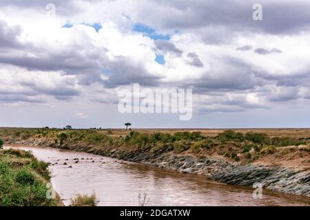 Faune animaux dans le parc de la réserve nationale de Maasai Mara dans le comté de Narok, Kenya Banque D'Images