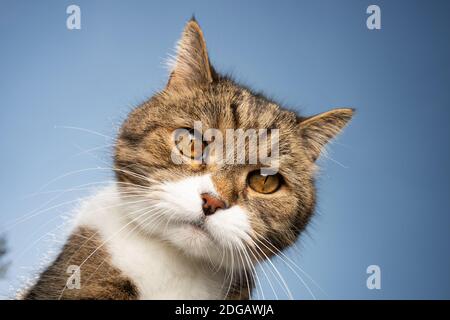 tabby blanc british shorthair chat portrait devant le ciel bleu Banque D'Images
