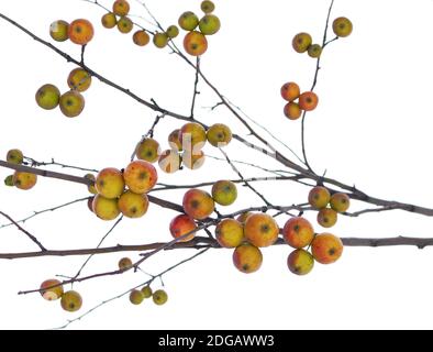 À la fin de l'automne, des pommes mûres pendent sur une branche. Banque D'Images
