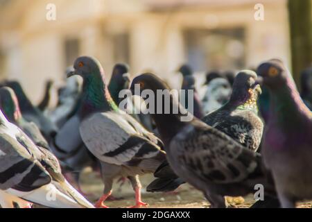 Foule de pigeon sur la rue de marche à Bangkok, Thaïlande. Groupe de pigeons lutte trouble plus pour l'alimentation, beaucoup de lutte pigeons près de temple en Thaïlande Banque D'Images