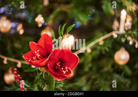 Bouquet d'Amaryllis rouge (Amaryllidaceae), genre Saint Joseph, lilies (Hippeastrum), en face d'une des lampes. Banque D'Images