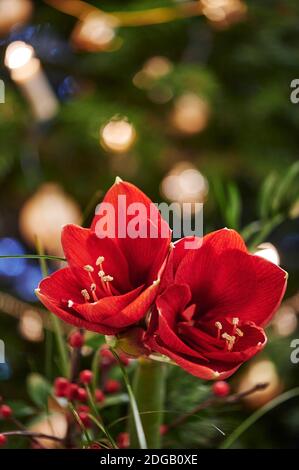 Bouquet d'Amaryllis rouge (Amaryllidaceae), genre Saint Joseph, lilies (Hippeastrum), en face d'une des lampes. Banque D'Images