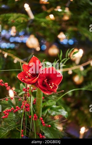 Bouquet d'Amaryllis rouge (Amaryllidaceae), genre Saint Joseph, lilies (Hippeastrum), en face d'une des lampes. Banque D'Images