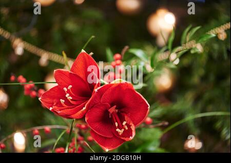 Bouquet d'Amaryllis rouge (Amaryllidaceae), genre Saint Joseph, lilies (Hippeastrum), en face d'une des lampes. Banque D'Images