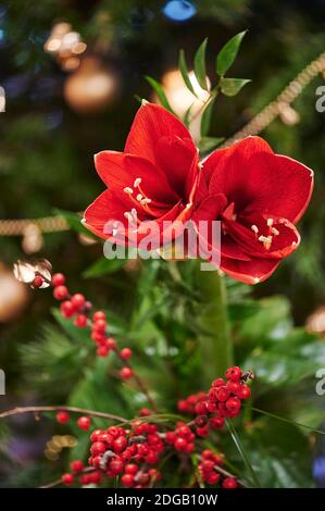 Bouquet d'Amaryllis rouge (Amaryllidaceae), genre Saint Joseph, lilies (Hippeastrum), en face d'une des lampes. Banque D'Images