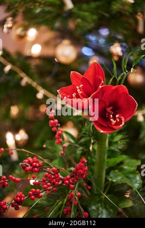 Bouquet d'Amaryllis rouge (Amaryllidaceae), genre Saint Joseph, lilies (Hippeastrum), en face d'une des lampes. Banque D'Images