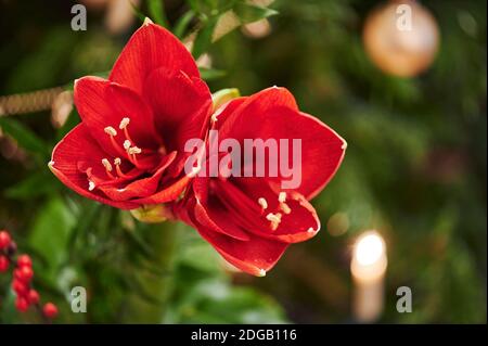 Bouquet d'Amaryllis rouge (Amaryllidaceae), genre Saint Joseph, lilies (Hippeastrum), en face d'une des lampes. Banque D'Images