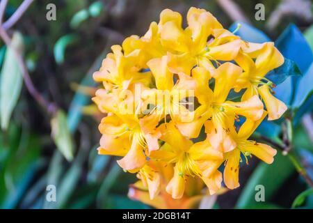 Belles fleurs jaunes vives de Rhododendron macgregoriae, une espèce de rhododendron originaire d'Indonésie et de Papouasie-Nouvelle-Guinée Banque D'Images