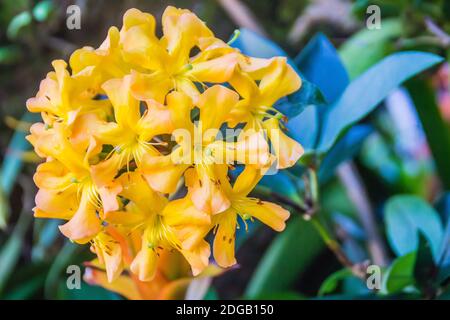 Belles fleurs jaunes vives de Rhododendron macgregoriae, une espèce de rhododendron originaire d'Indonésie et de Papouasie-Nouvelle-Guinée Banque D'Images