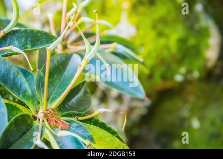 Belles fleurs jaunes vives de Rhododendron macgregoriae, une espèce de rhododendron originaire d'Indonésie et de Papouasie-Nouvelle-Guinée Banque D'Images