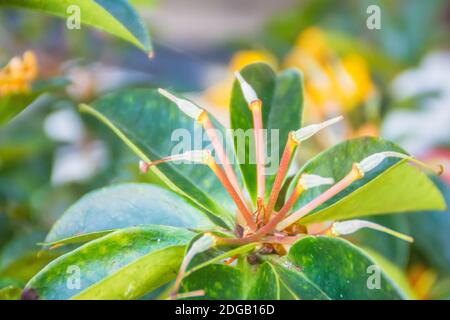 Belles fleurs jaunes vives de Rhododendron macgregoriae, une espèce de rhododendron originaire d'Indonésie et de Papouasie-Nouvelle-Guinée Banque D'Images