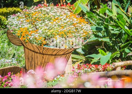 Fleurs colorées sur les grands paniers en bambou au jardin de Mae Fah Luang, Chiang Rai, Thaïlande. Jardin de fleurs froides d'hiver comme Salvia Petunia Begonia Banque D'Images