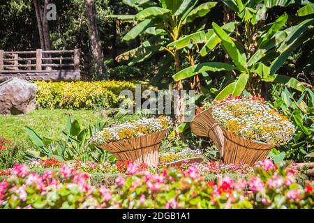 Fleurs colorées sur les grands paniers en bambou au jardin de Mae Fah Luang, Chiang Rai, Thaïlande. Jardin de fleurs froides d'hiver comme Salvia Petunia Begonia Banque D'Images