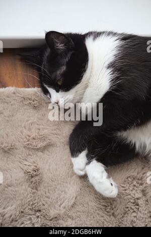 Drôle mignon chat Tuxedo noir et blanc couché dans le soleil sur une couverture souple près de la fenêtre sur le rebord de la fenêtre et regarder à l'appareil photo Banque D'Images