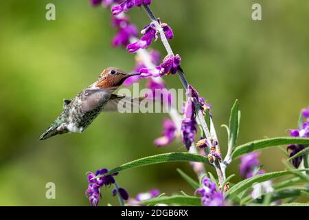 Colibri d'Anna en vol avec des fleurs violettes Banque D'Images