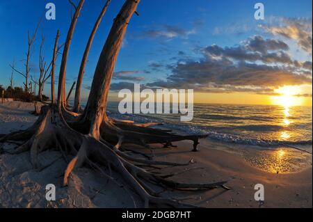 Arbres morts sur la plage au coucher du soleil, Lovers Key State Park, Lee County, Floride, États-Unis Banque D'Images