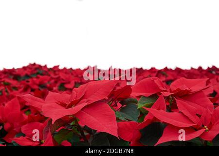 fleurs rouges de poinsettia, également connues sous le nom d'étoile de noël ou d'étoile de bartholomew, gros plan avec fond blanc Banque D'Images