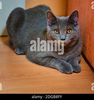 Portrait d'un chat gris Chartreux aux yeux ambrés couché sur un plancher en bois à l'intérieur. Banque D'Images