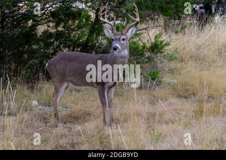 grand buck blanc à queue dans la nature Banque D'Images