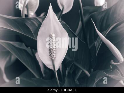 Les plantes d'intérieur : blanc fleur spatifilum entre les feuilles. Banque D'Images